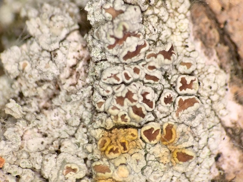 Rim Lichen photo 5