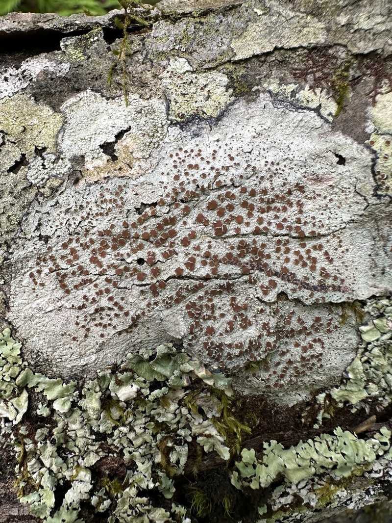 Rim Lichen photo 6