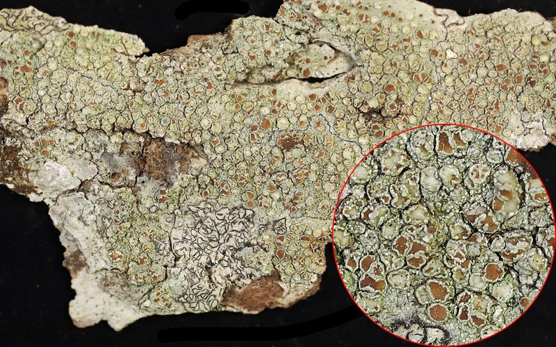 Rim Lichen photo 7