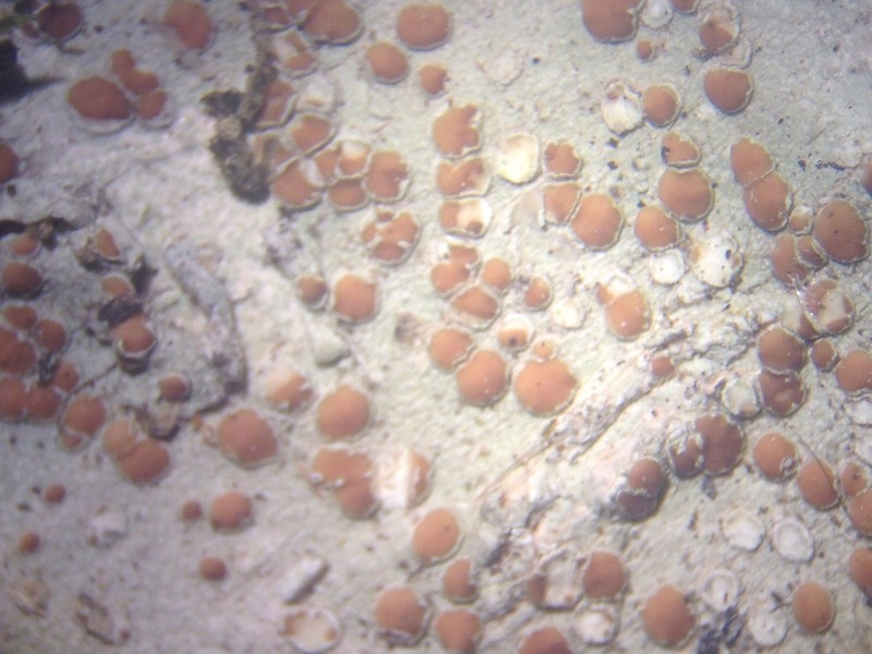 Rim Lichen photo 8