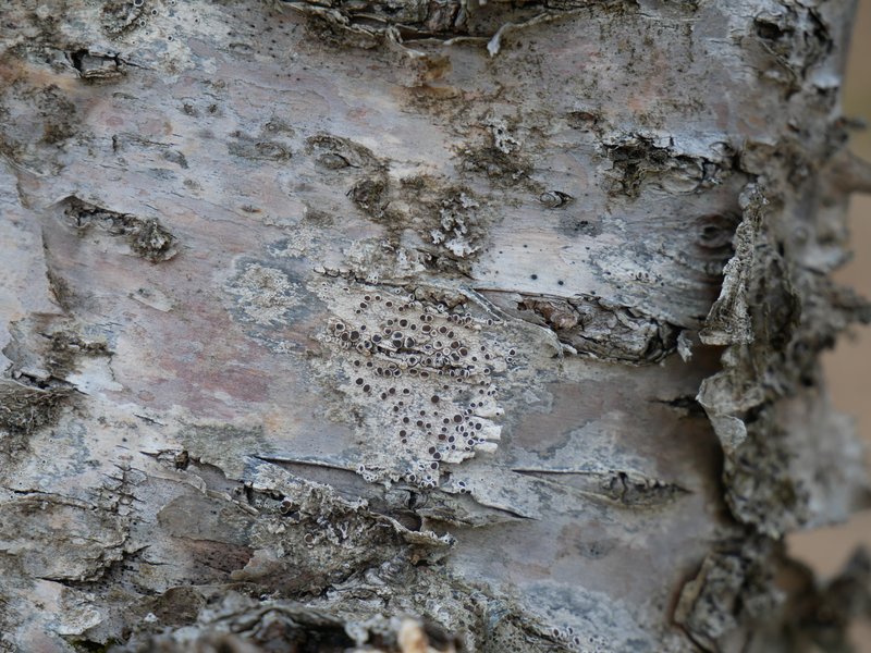 Arctic Rim Lichen