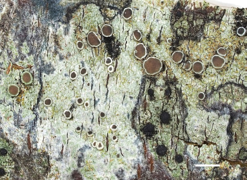 Arctic Rim Lichen