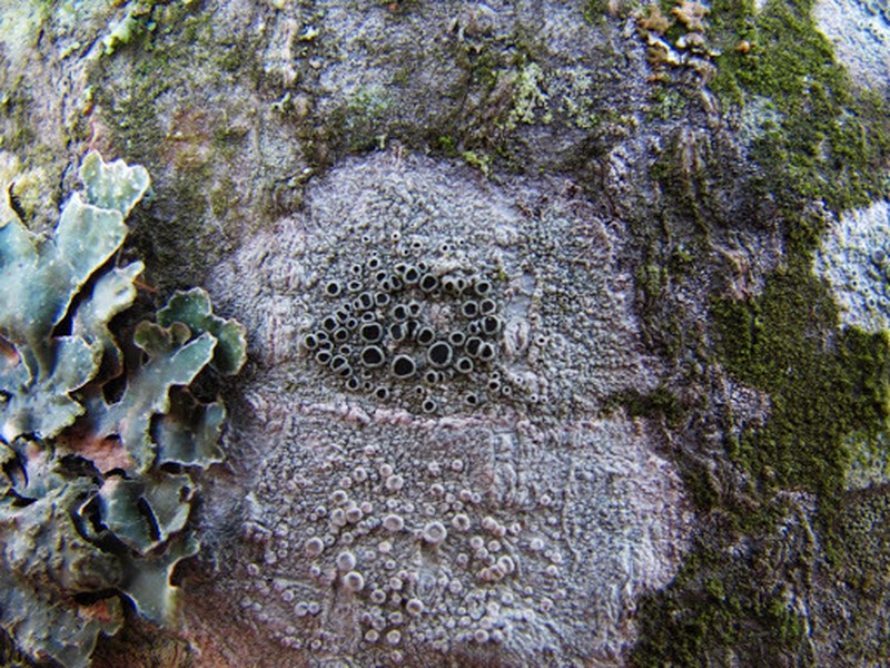 Arctic Rim Lichen photo 2