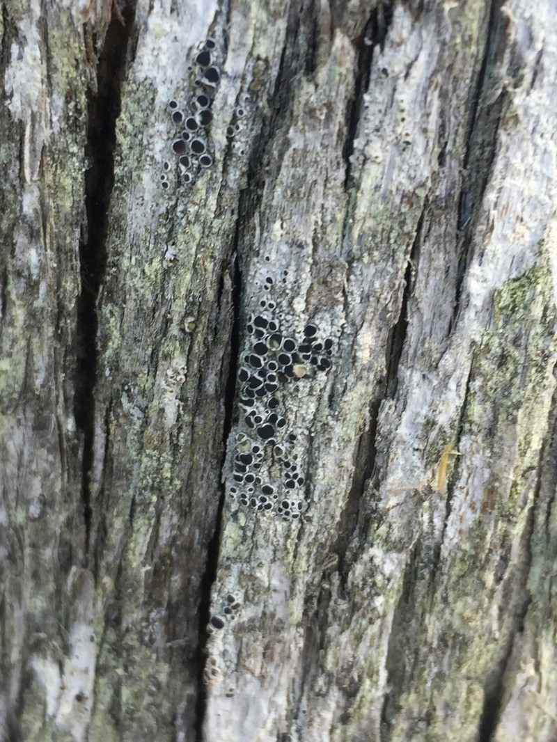 Arctic Rim Lichen photo 3