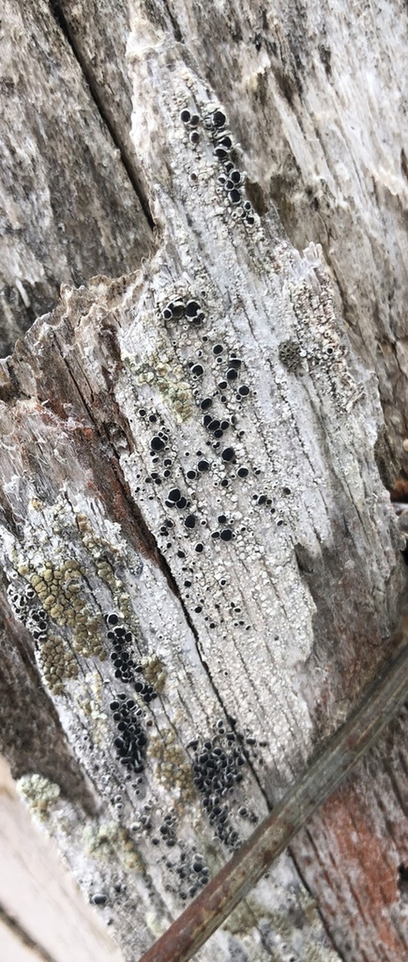 Arctic Rim Lichen photo 4