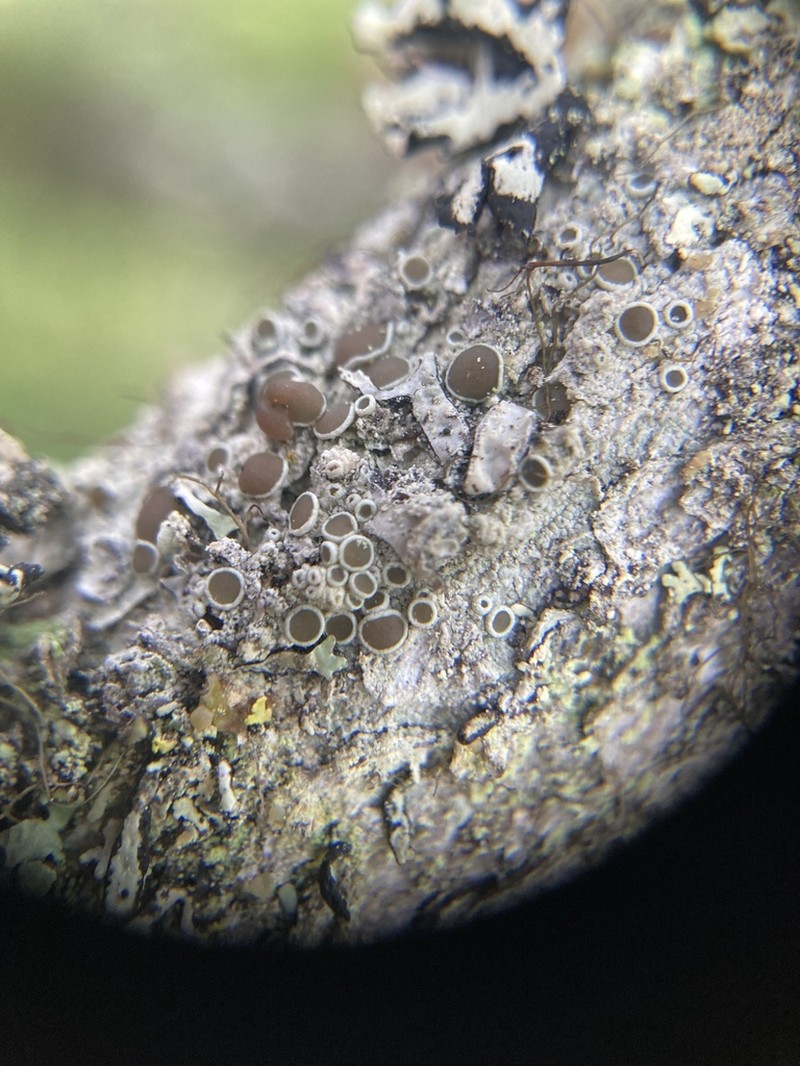 Arctic Rim Lichen photo 5