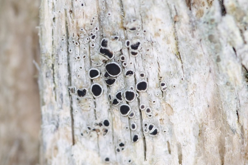 Arctic Rim Lichen photo 6