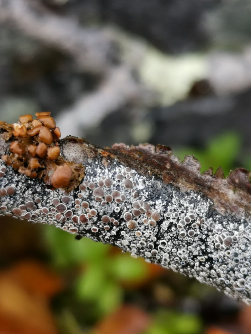 Arctic Rim Lichen photo 7