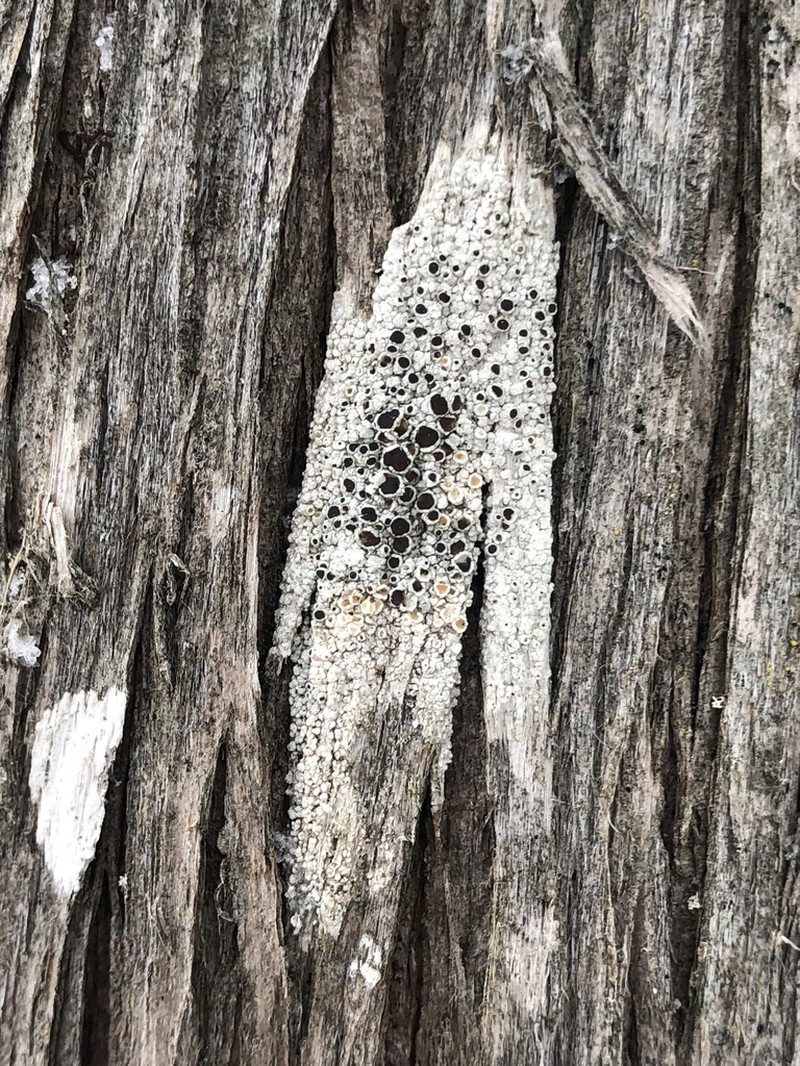 Arctic Rim Lichen photo 8