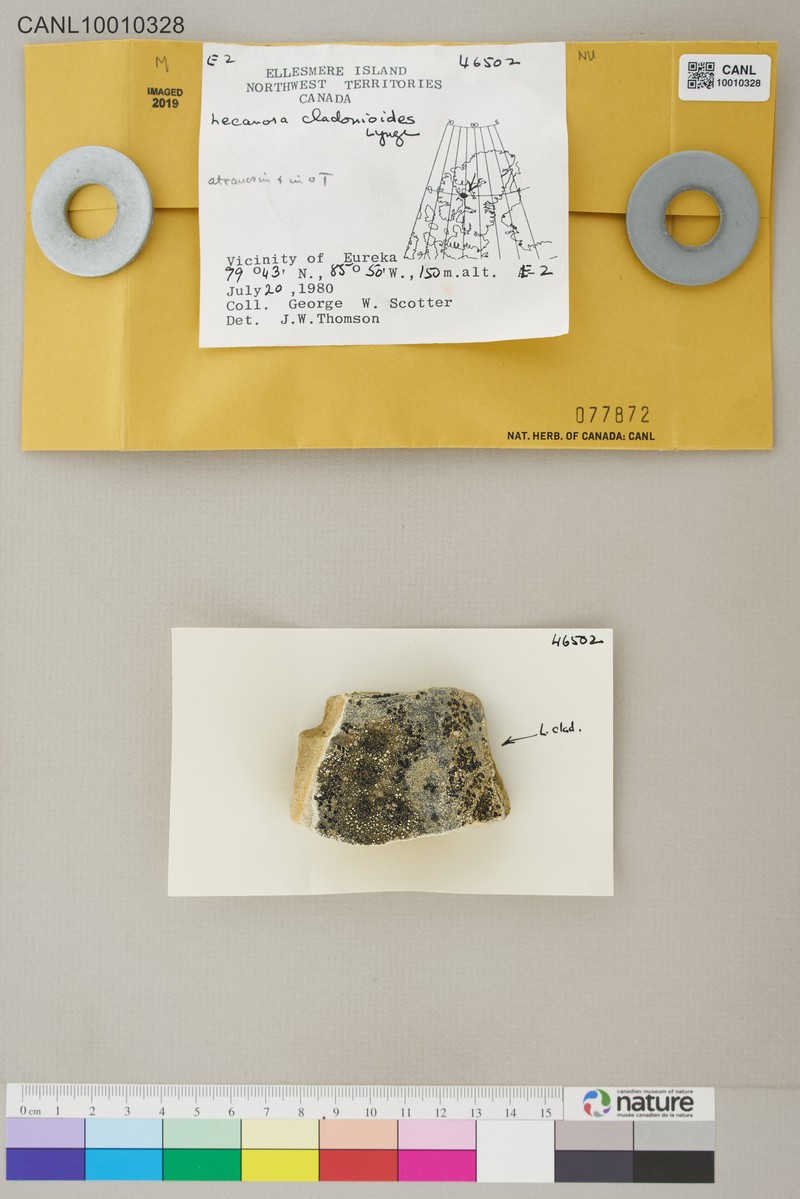 Rim Lichen