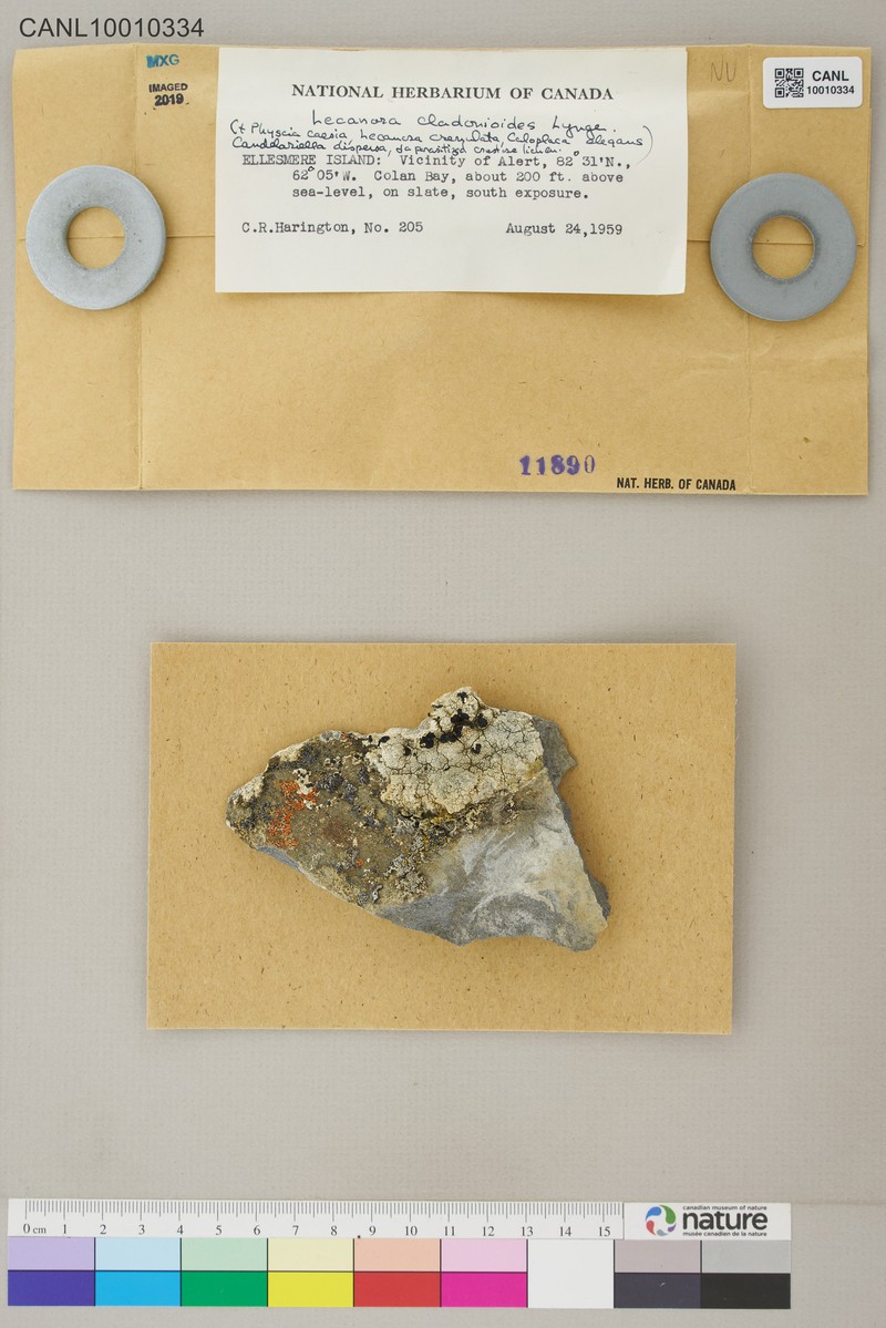 Rim Lichen photo 2