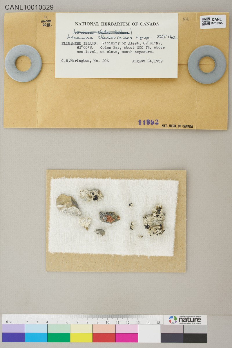 Rim Lichen photo 3