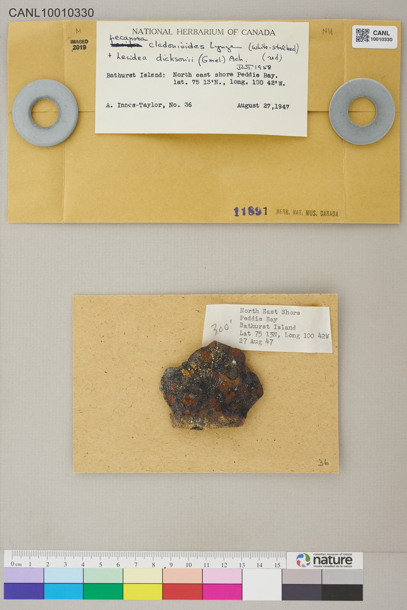 Rim Lichen photo 4
