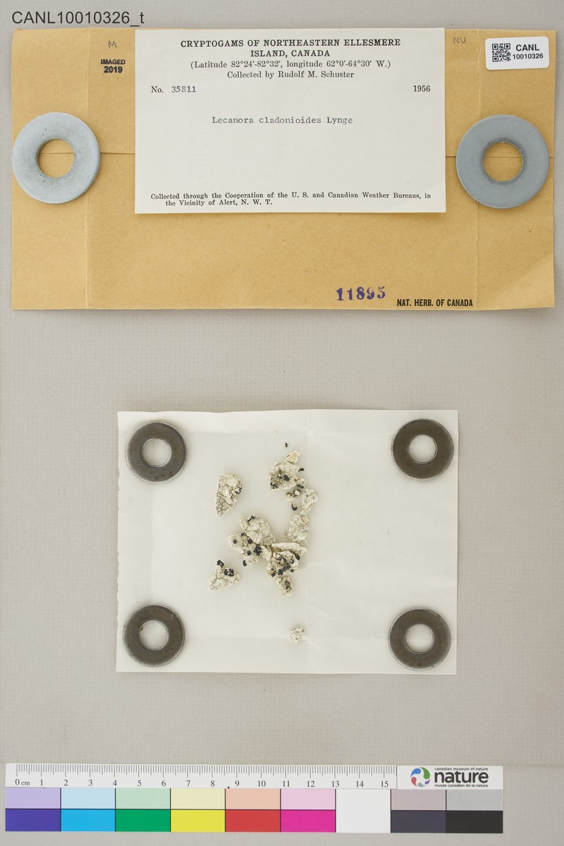 Rim Lichen photo 5