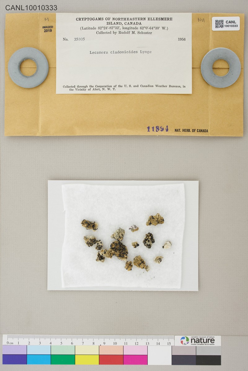 Rim Lichen photo 6