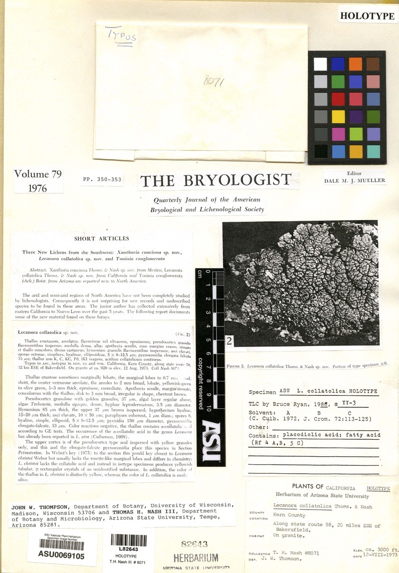 Rim Lichen