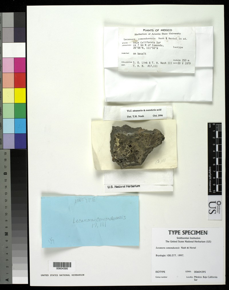 Lecanora comoduensis