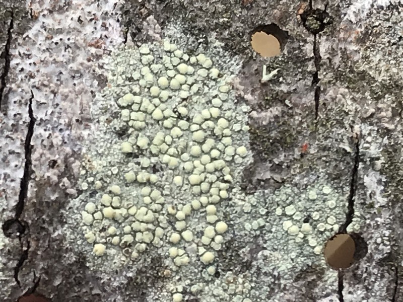 Rim Lichen
