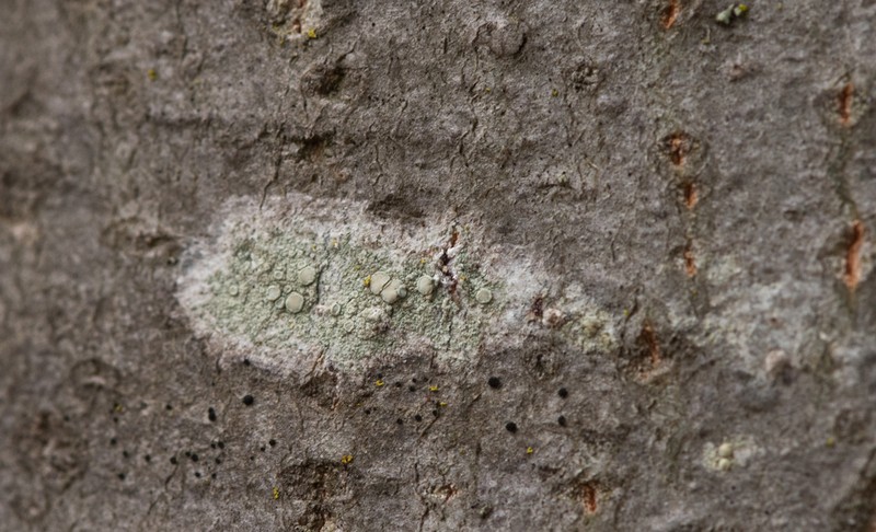 Rim Lichen photo 2