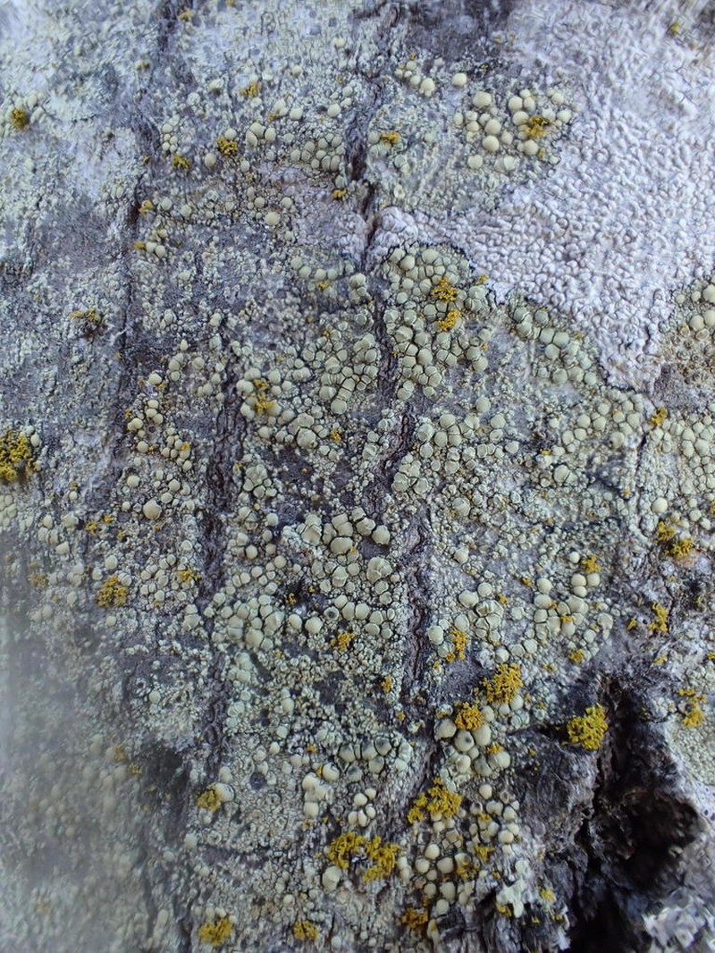 Rim Lichen photo 3