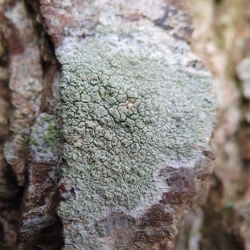 Rim Lichen photo 4
