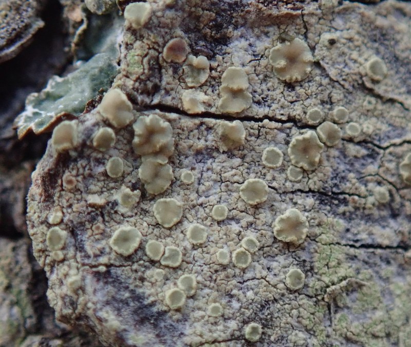 Rim Lichen photo 5