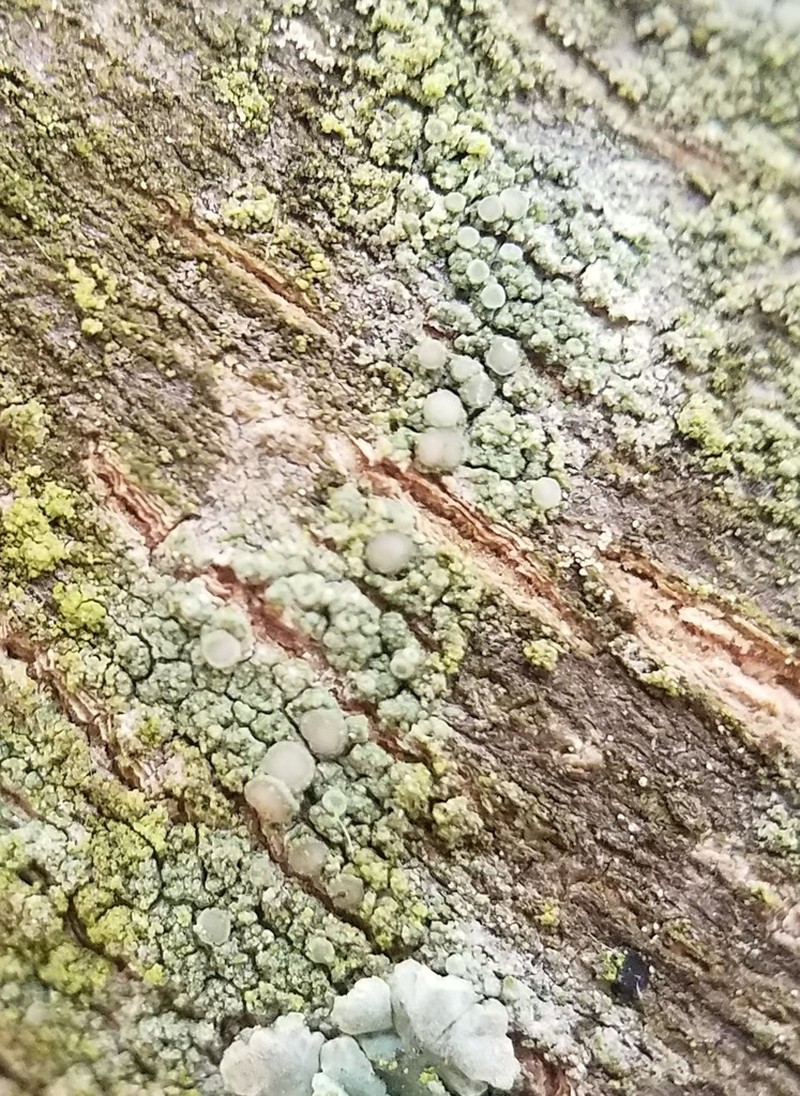 Rim Lichen photo 6