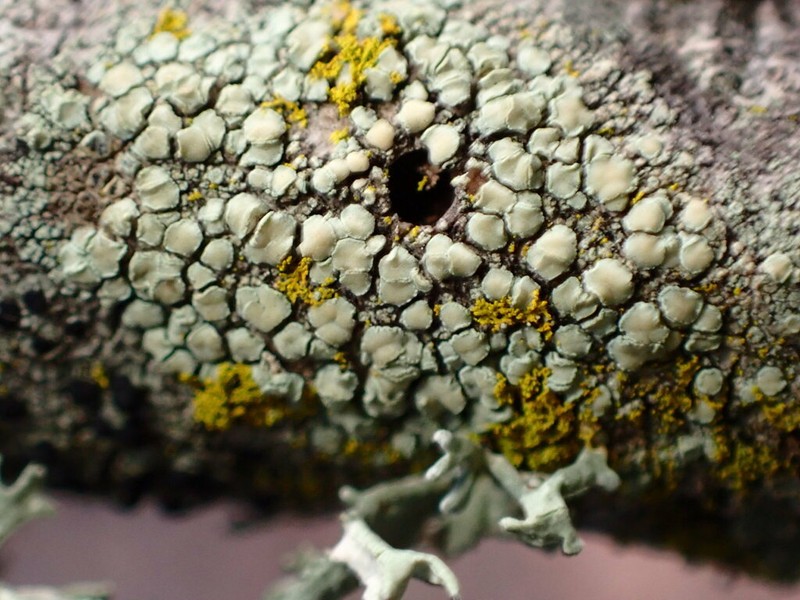 Rim Lichen photo 7