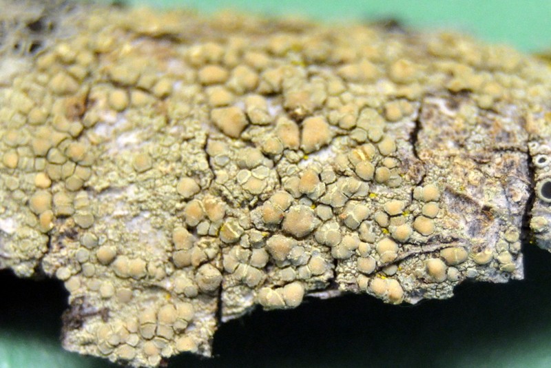 Rim Lichen photo 8