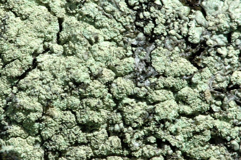 Rim Lichen photo 4