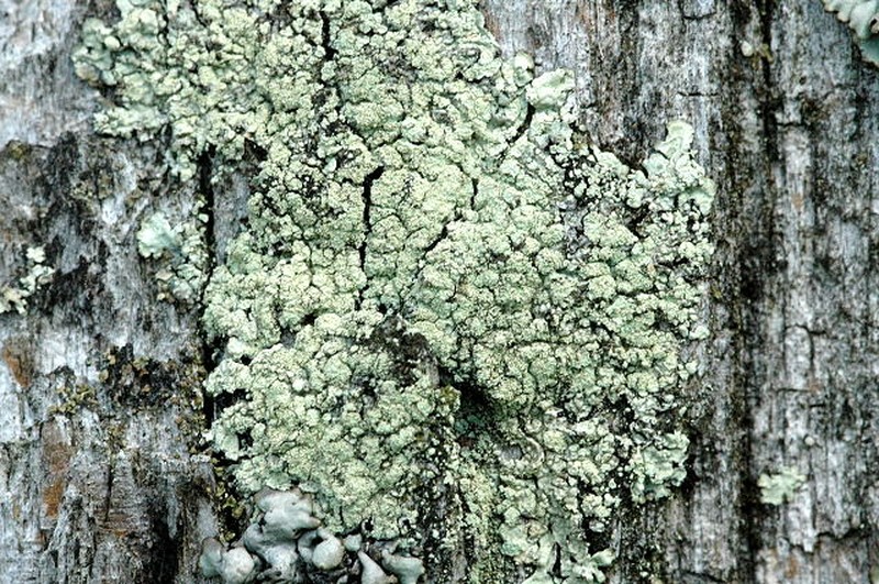 Rim Lichen photo 5