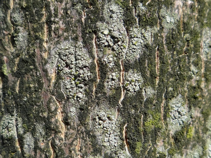 Rim Lichen photo 6