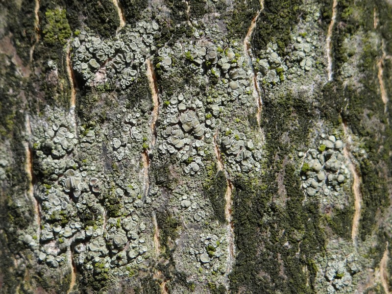 Rim Lichen photo 7