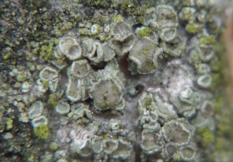 Rim Lichen