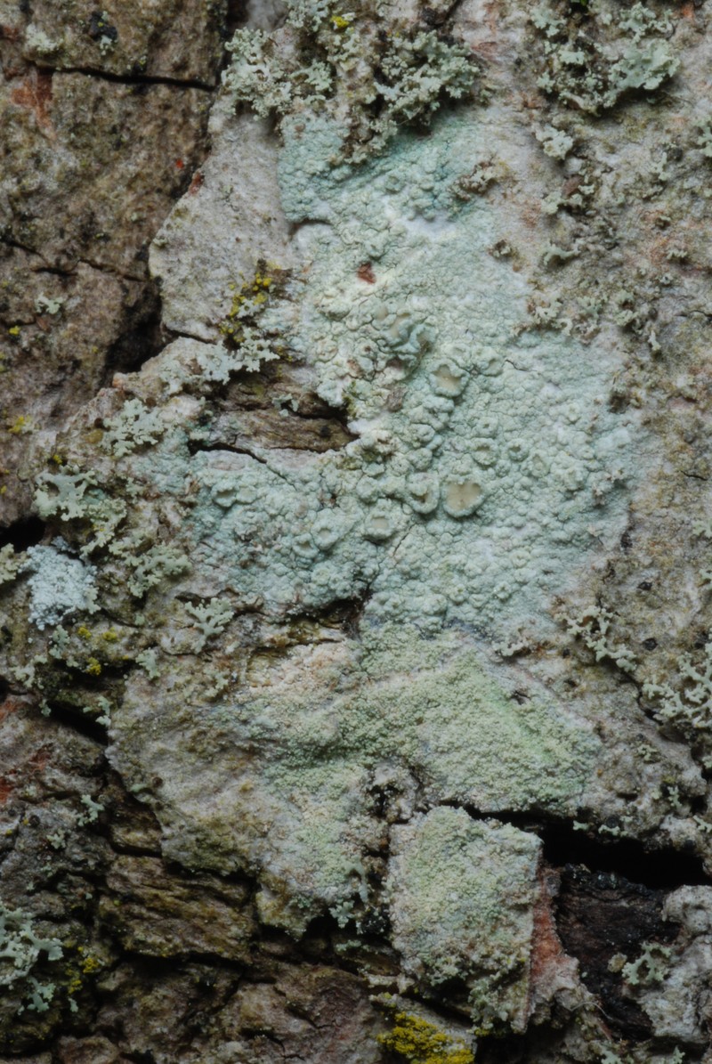Rim Lichen photo 2