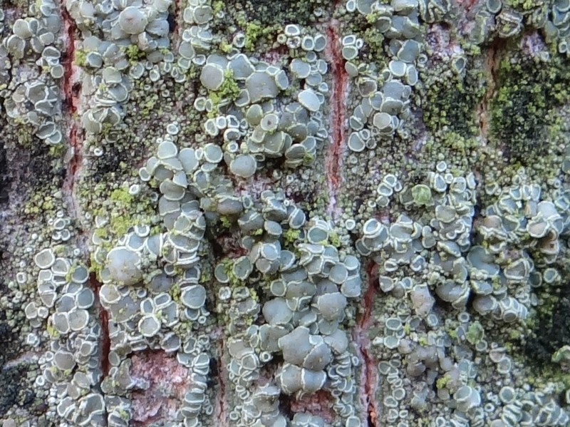 Rim Lichen photo 3