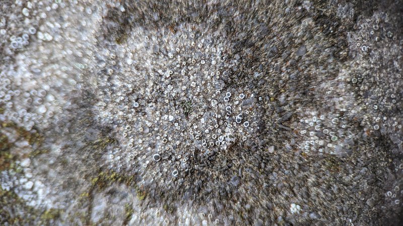 Crenulate Rim Lichen