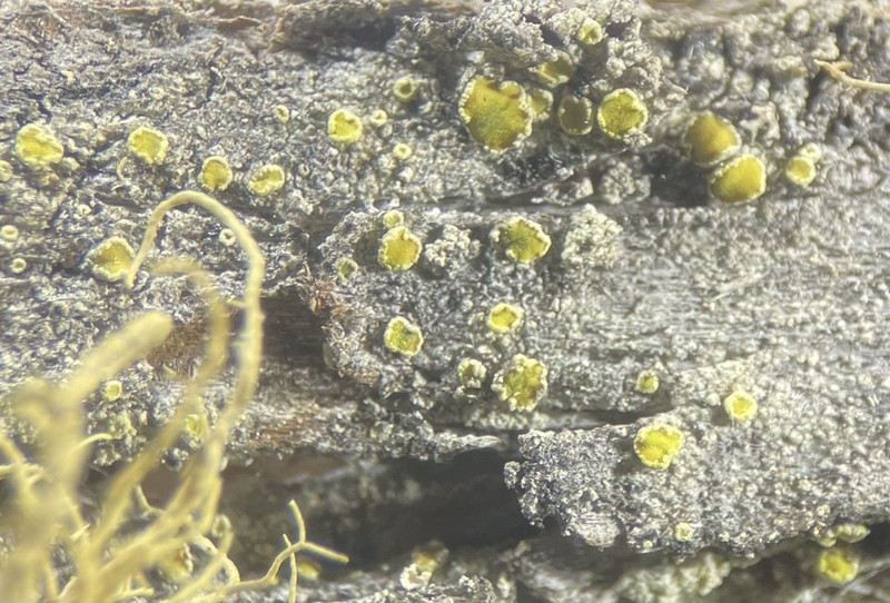 Rim Lichen