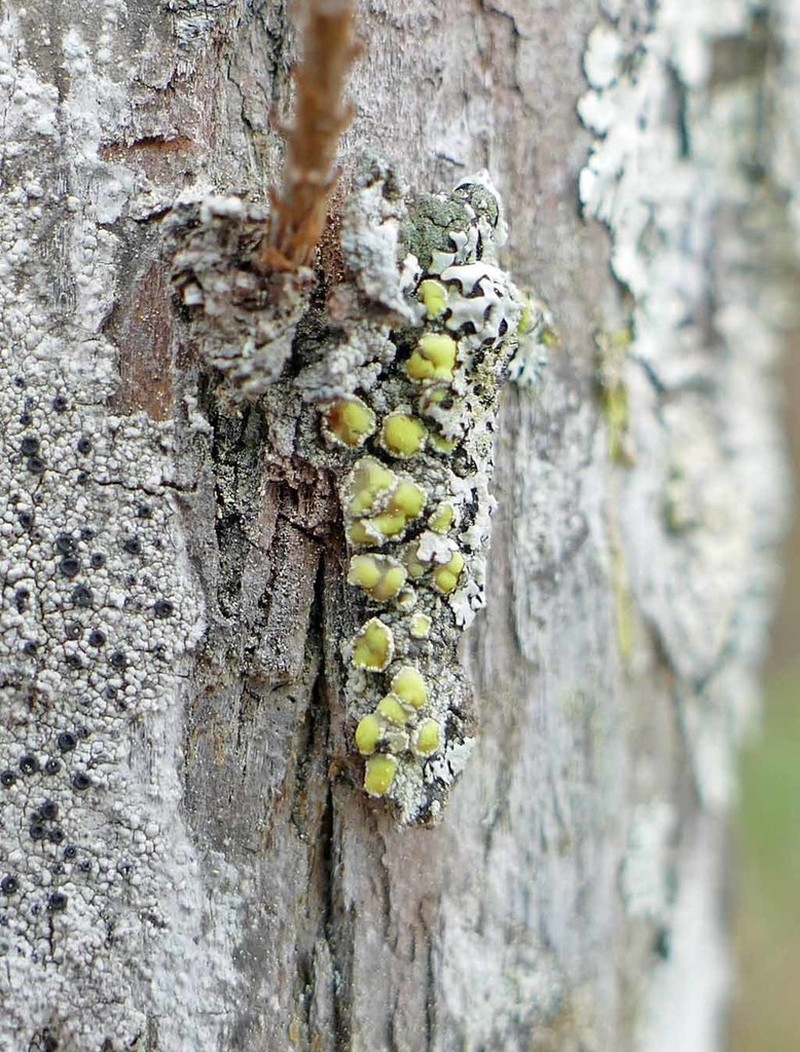 Rim Lichen photo 2