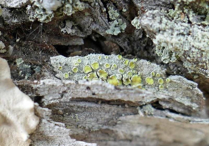 Rim Lichen photo 3