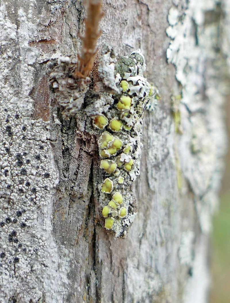 Rim Lichen photo 5