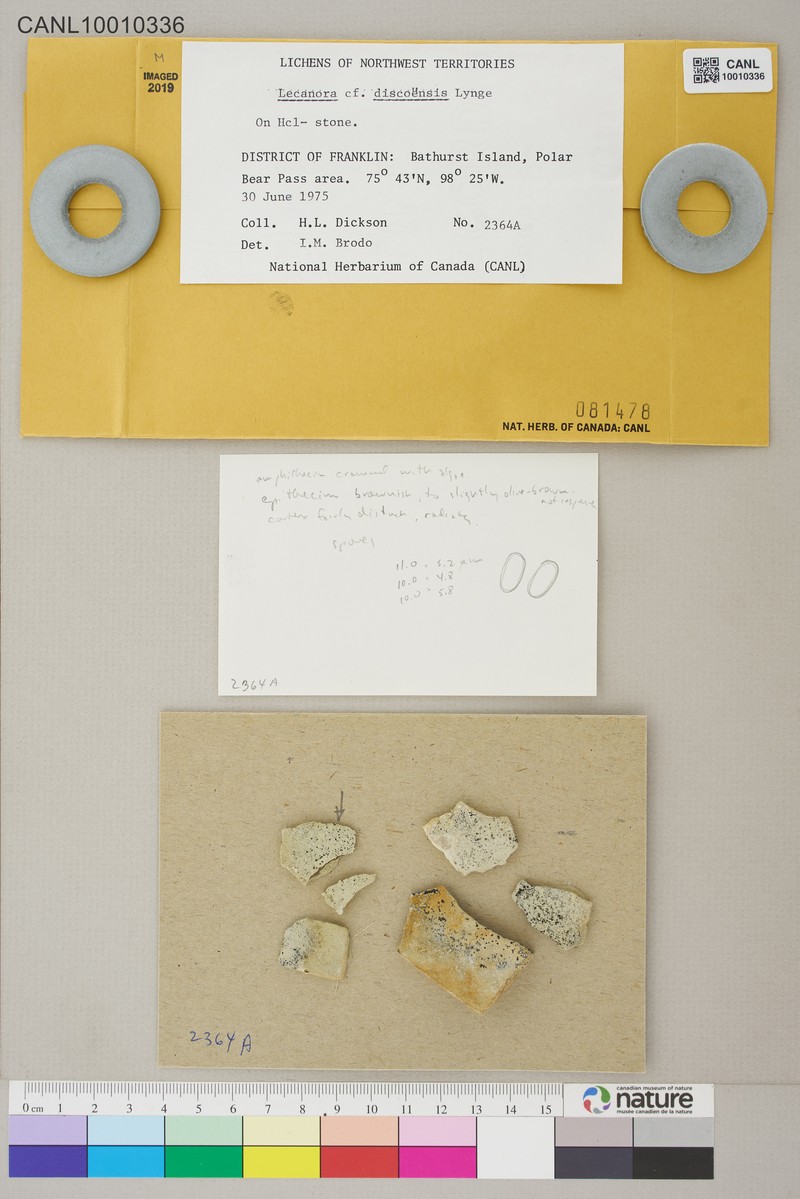 Rim Lichen