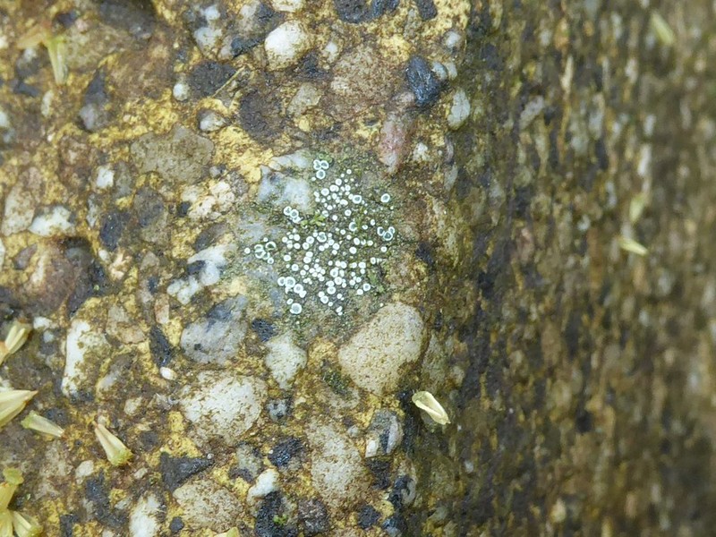 Rim Lichen