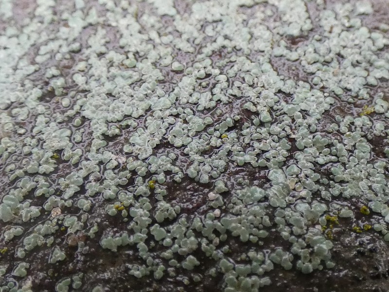 Rim Lichen photo 2