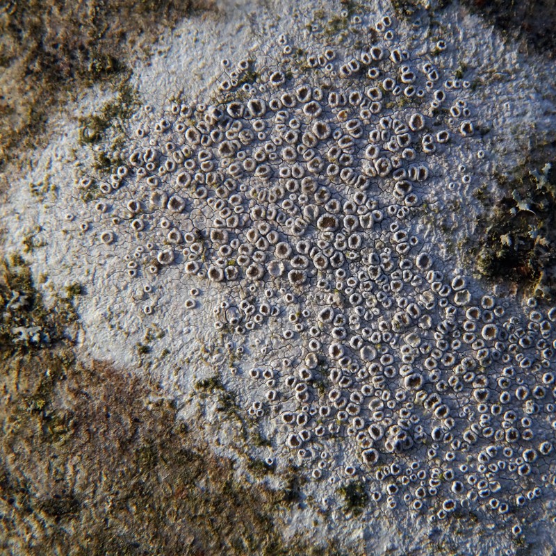 Rim Lichen photo 3