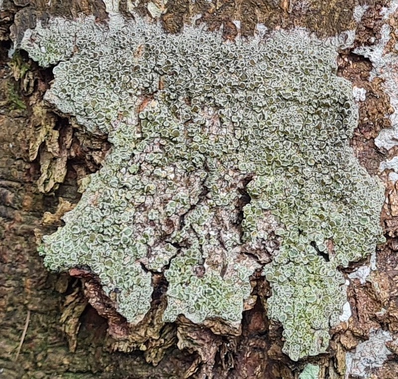 Rim Lichen photo 4