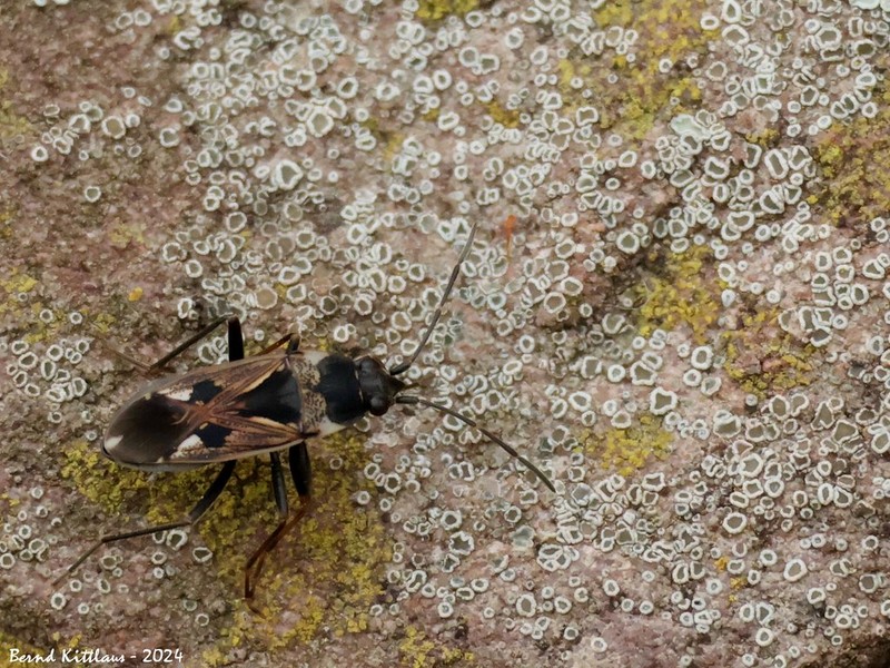 Rim Lichen photo 5