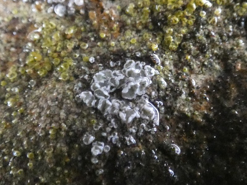 Rim Lichen photo 6