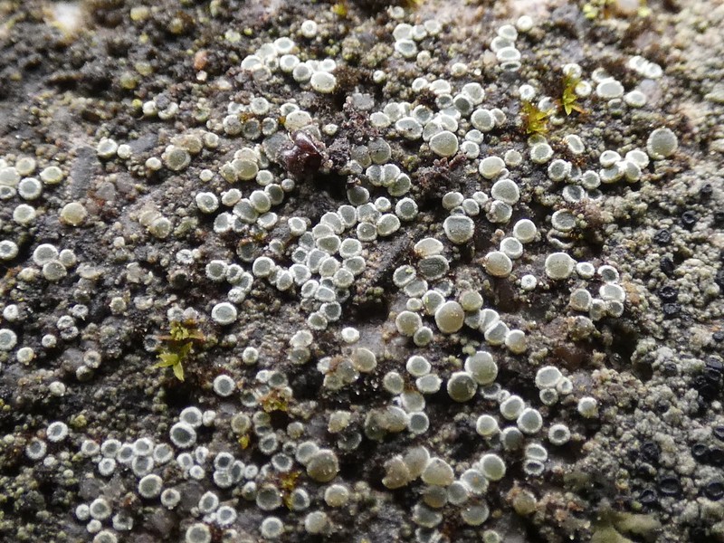 Rim Lichen photo 7