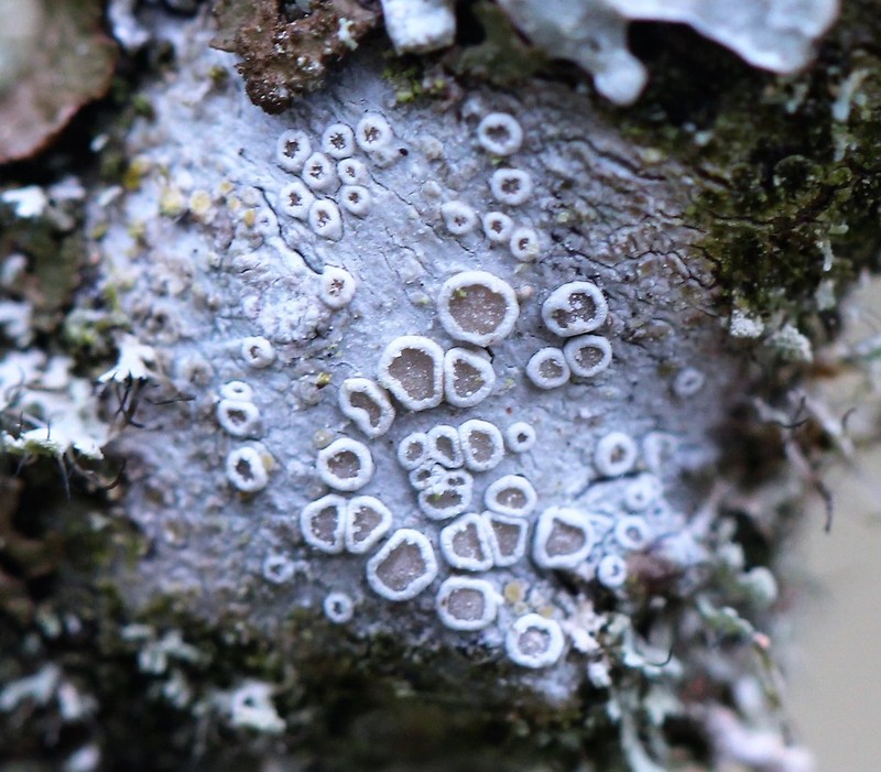 Rim Lichen photo 8